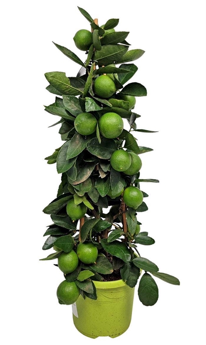 <h4>CITR AURANTIIFOLIA</h4>