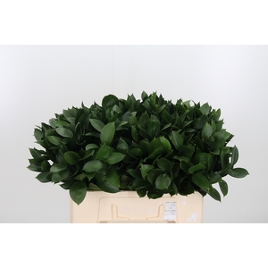 Ruscus