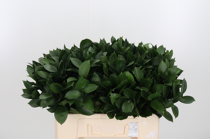 <h4>Ruscus</h4>
