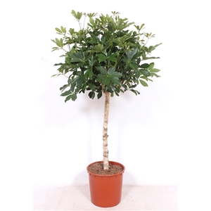 Schefflera arboricola 'Compacta'
