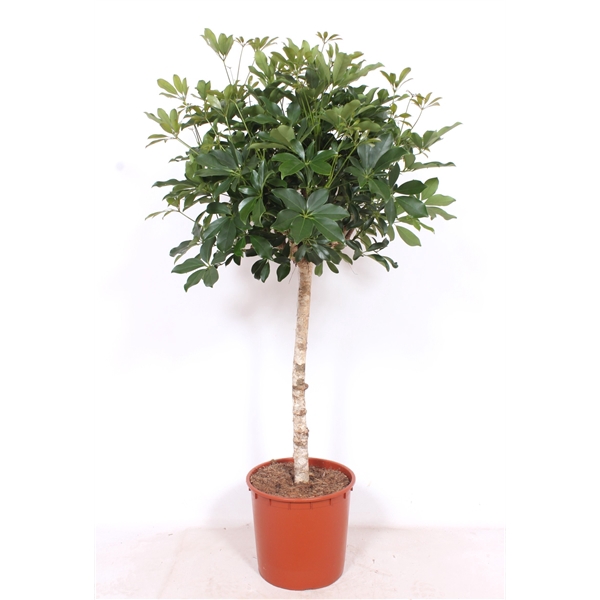 <h4>Schefflera arboricola 'Compacta'</h4>