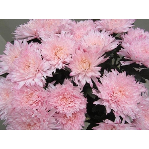 Chr G Undercover Sweet Rose