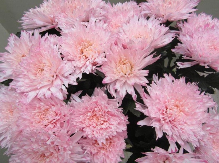 <h4>Chr G Undercover Sweet Rose</h4>