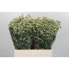 Limonium China White