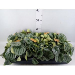 Peperomia argyreia