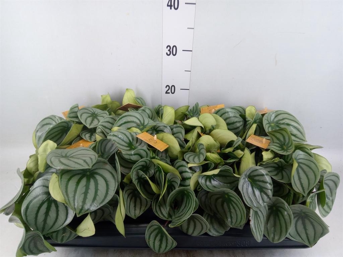 <h4>Peperomia argyreia</h4>