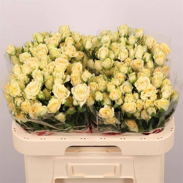 <h4>R TR SALINERO</h4>