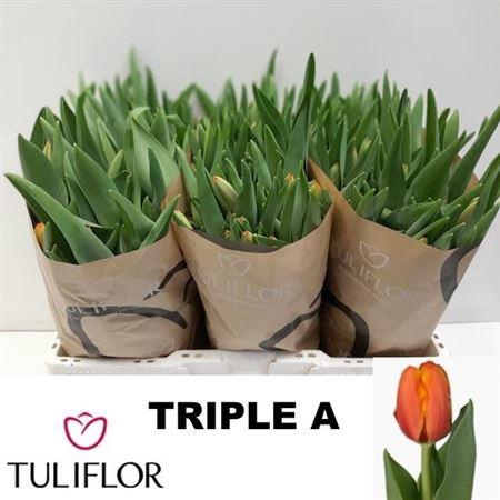 <h4>Tu En Triple A</h4>