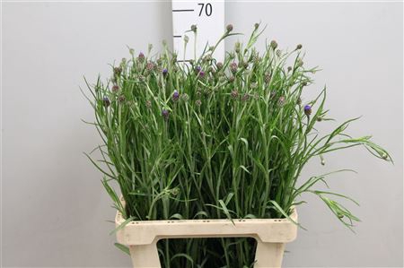 <h4>Centau Cyanus</h4>