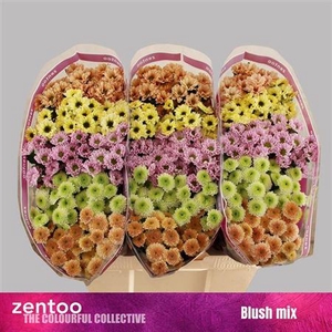 Chr S Gem Blush