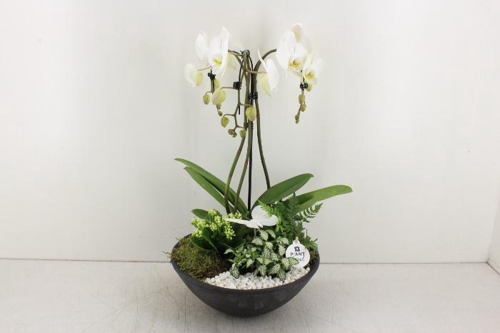 7109 XXL EBBI PARAPLU