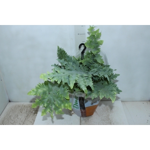 PHLEBODIUM AUREUM DAVANA C21