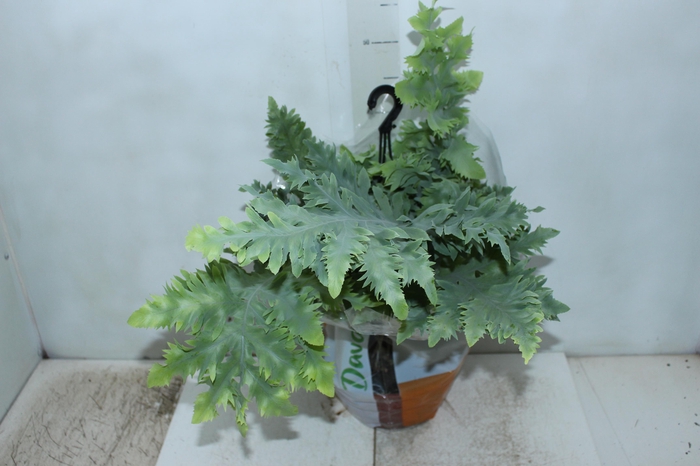 <h4>PHLEBODIUM AUREUM DAVANA C21</h4>