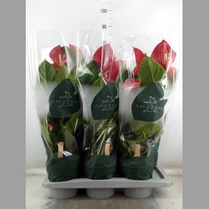 Anthurium andr. 'Melodia'