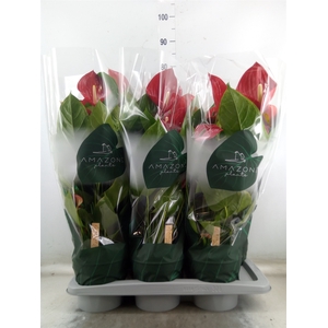 Anthurium andr. 'Melodia'