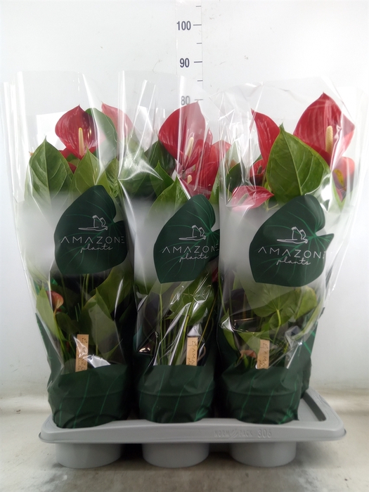 <h4>Anthurium andr. 'Melodia'</h4>