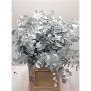 Euc Cinerea V Wit