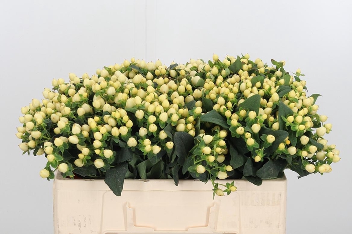 <h4>Hyp Mag Snowprince</h4>