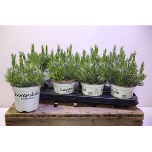 arr8 Lavan In Edelweiss