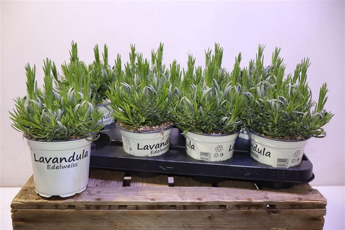 <h4>Lavan In Edelweiss</h4>