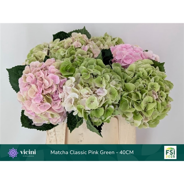<h4>Hydr Matcha Classic 40 cm Vicini</h4>