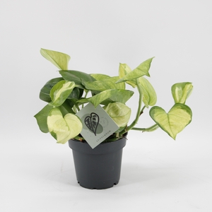 Epipremnum Lemon Top