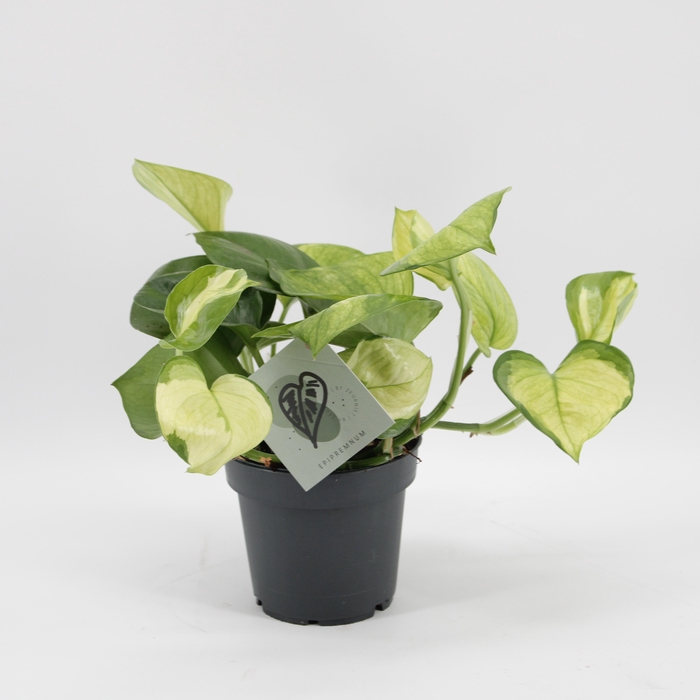<h4>Epipremnum Lemon Top</h4>