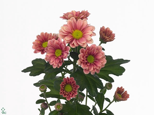 CHR SAN ATILLA SALMO