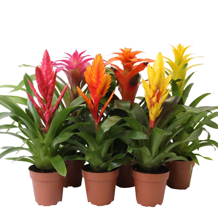 <h4>Bromelia gemengd</h4>