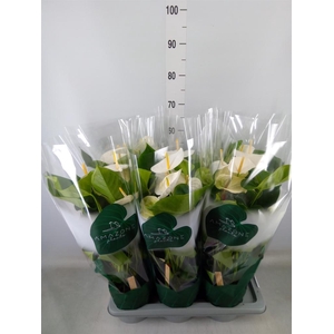 Anthurium andr. 'Samora'