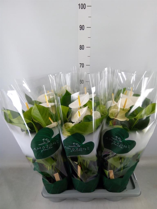 <h4>Anthurium andr. 'Samora'</h4>