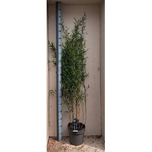 Fargesia nitida Black Pearl 24Ø 150cm