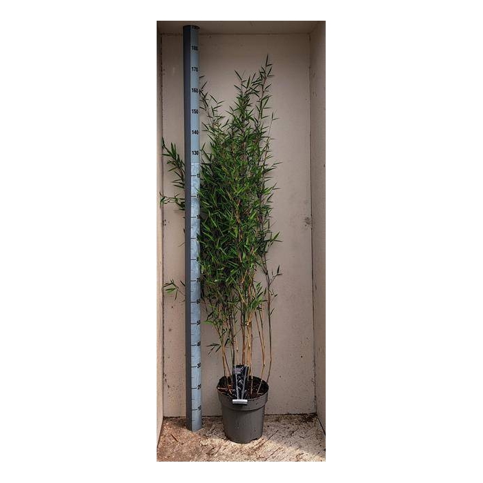 <h4>Fargesia nitida Black Pearl 24Ø 150cm</h4>