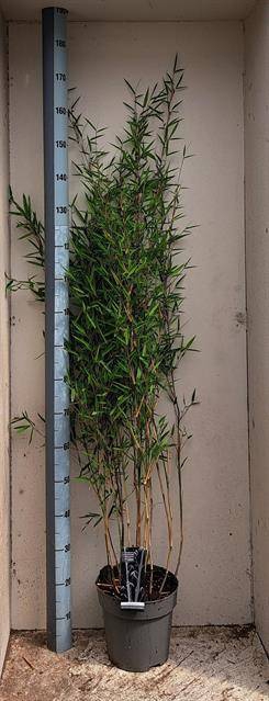 Fargesia nitida Black Pearl 24Ø 150cm