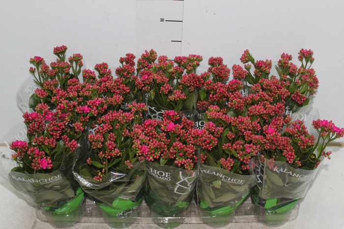 KALANCHOE DOBRADO P11 LILAS