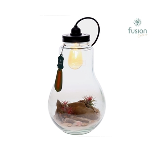 Glas Terrarium XXL met verlichting met Tillandsia Air Plants Maritiem
