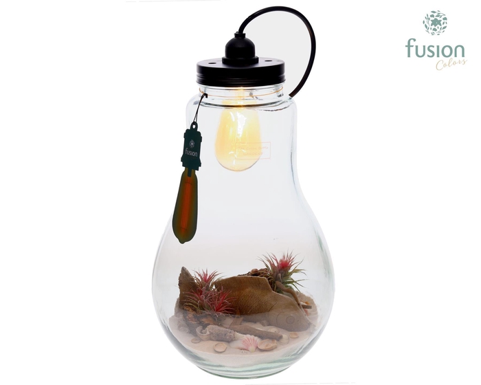 <h4>Glas Terrarium XXL met verlichting met Tillandsia Air Plants Maritiem</h4>