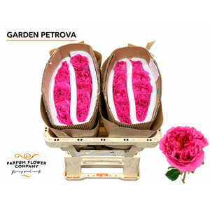 Rosa Garden Petrova