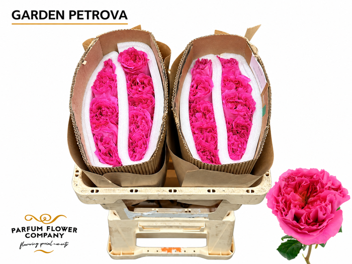 <h4>Rosa Garden Petrova</h4>