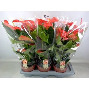 Anthurium andr. 'Florida'