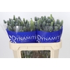 Eryngium Electric Dynamite