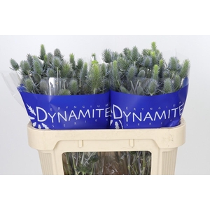 Eryngium Electric Dynamite