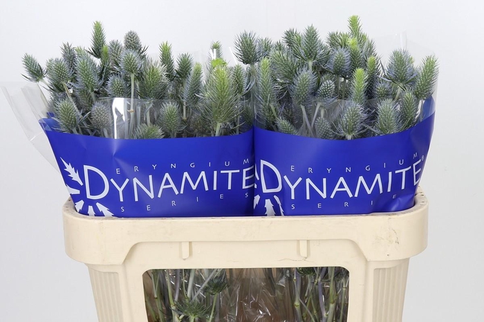 <h4>Eryngium Electric Dynamite</h4>