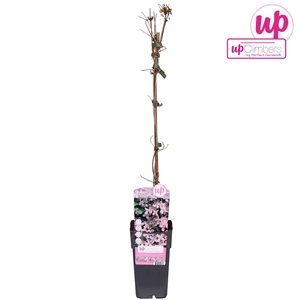 Clematis Montana Fragrant Spring