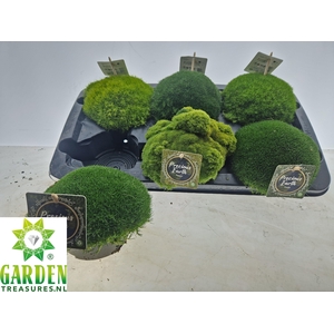VASTE PLANTEN OV