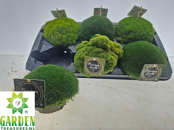 VASTE PLANTEN OV