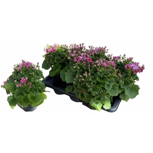 PERI C MAN P ROSE CH