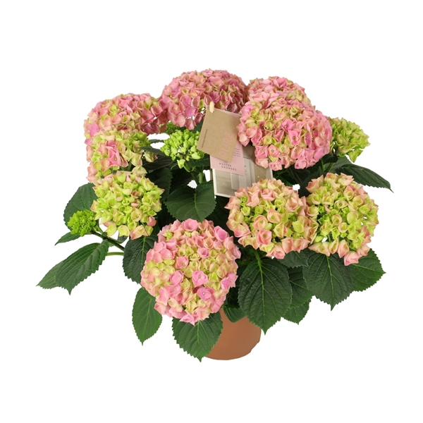 <h4>Hydrangea Hi Ocean Pink 9 + Flowers</h4>