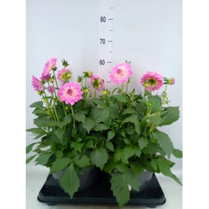 Dahlia DE 'Labella Grande Rose'