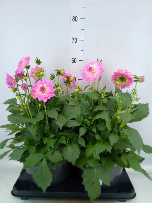 <h4>Dahlia DE 'Labella Grande Rose'</h4>